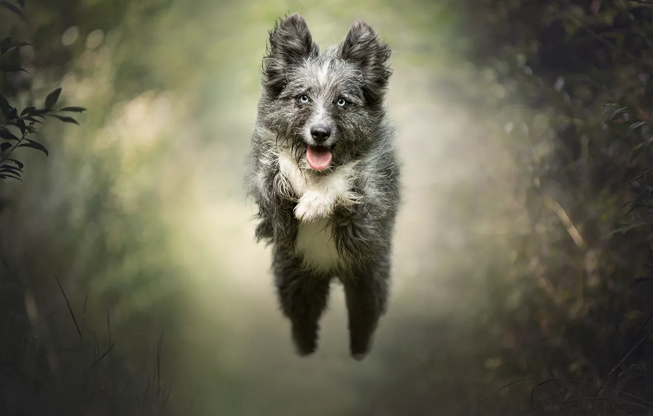 Photo wallpaper flight, joy, mood, jump, dog, bokeh