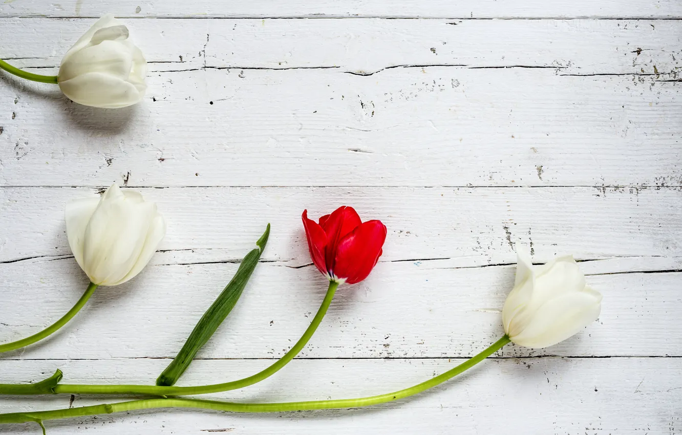 Photo wallpaper flowers, tulips, red, white, white, wood, flowers, tulips