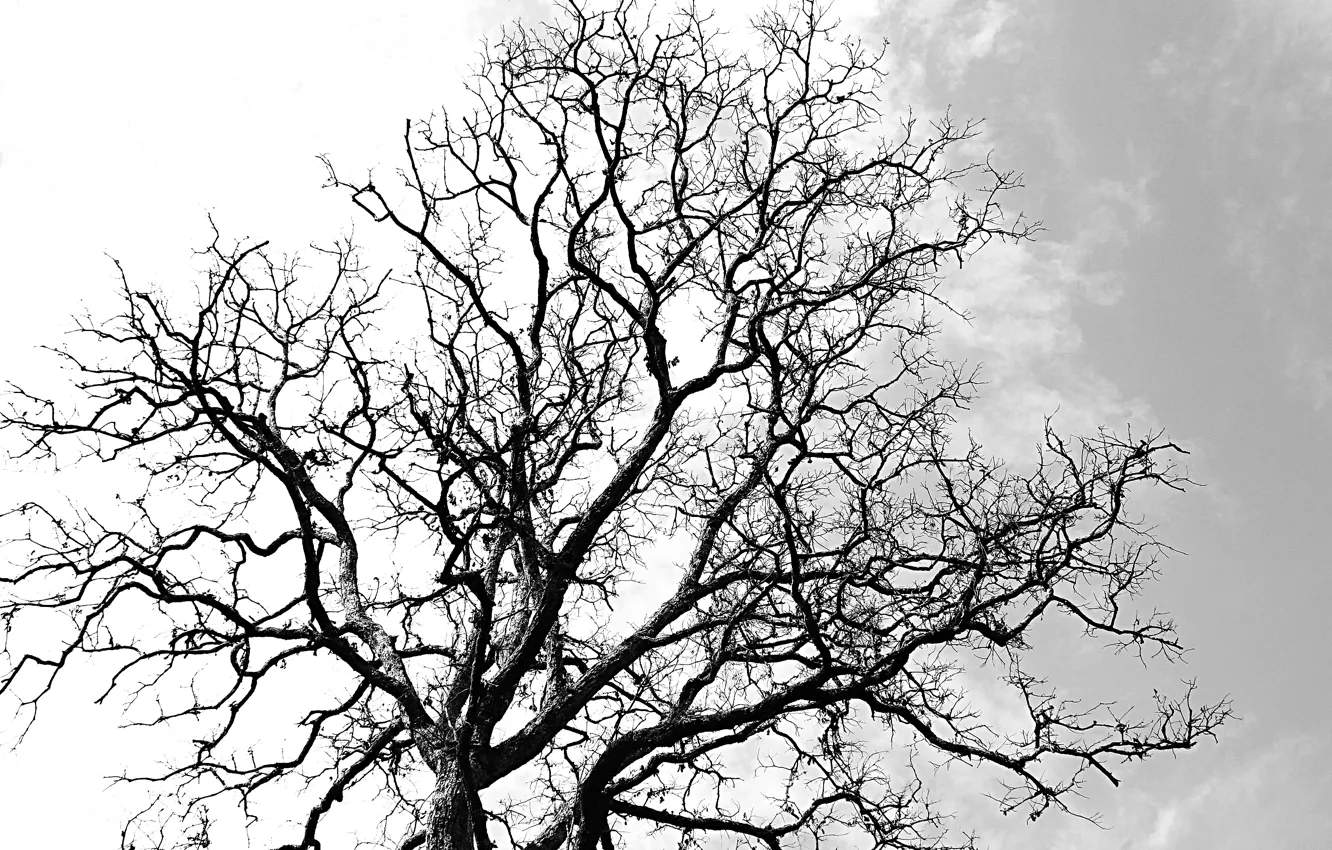 Photo wallpaper autumn, tree, death, leaf, Samsara