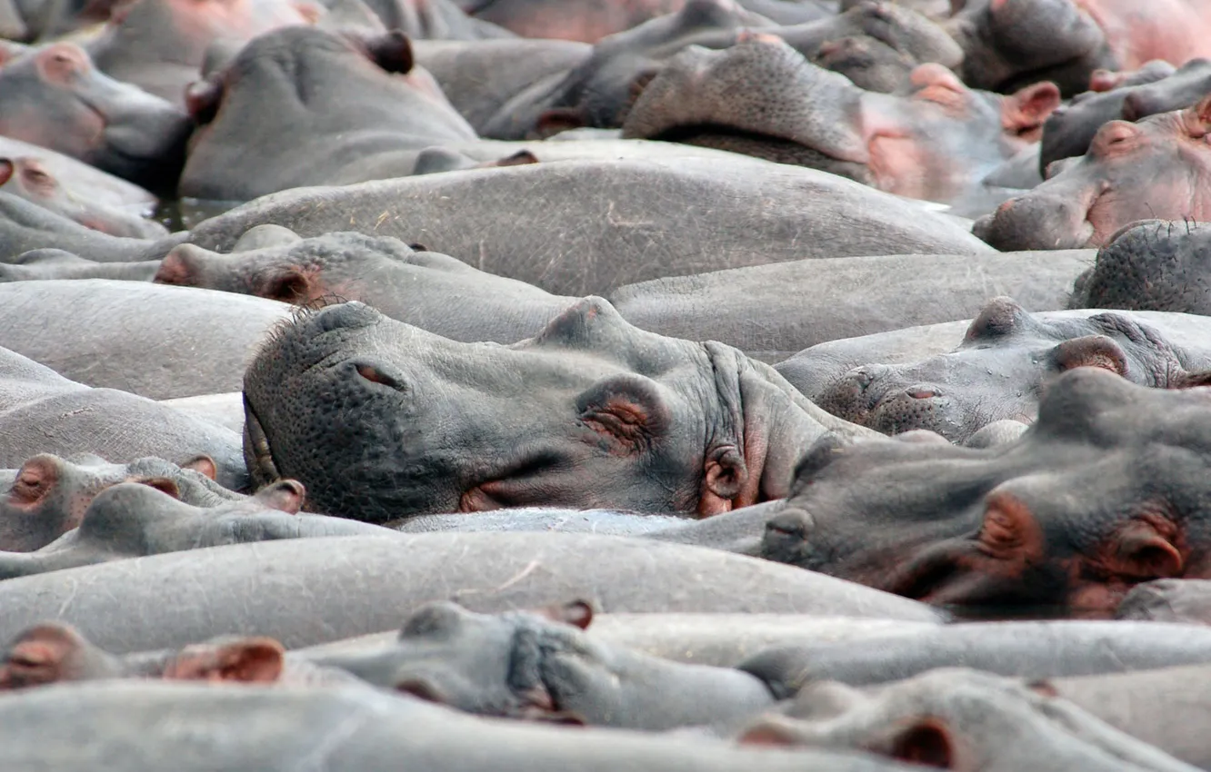 Photo wallpaper grey, hippos, the herd