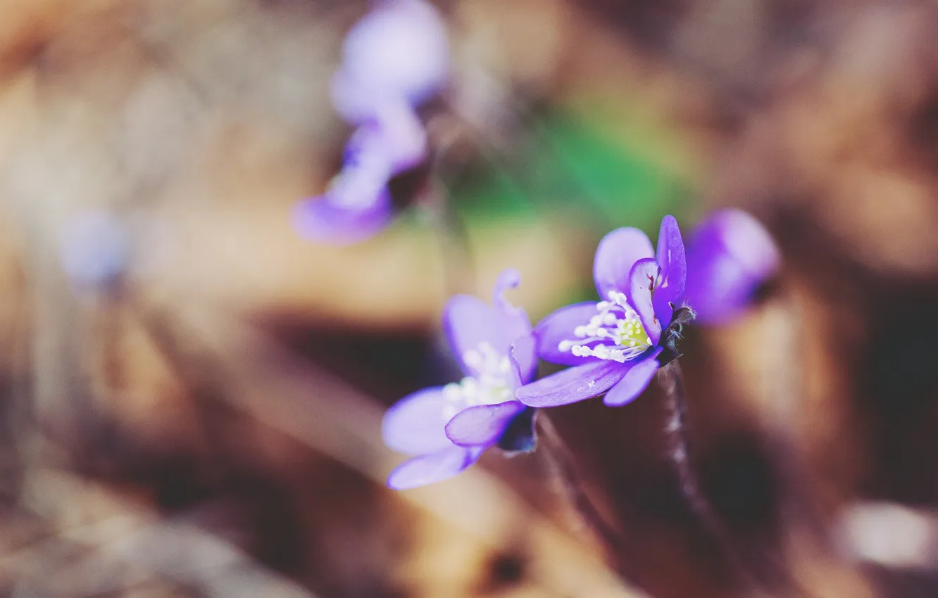 Photo wallpaper flower, purple, petals