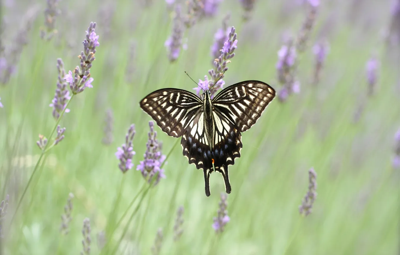 Photo wallpaper field, flowers, butterfly, wings, meadow, insect, moth