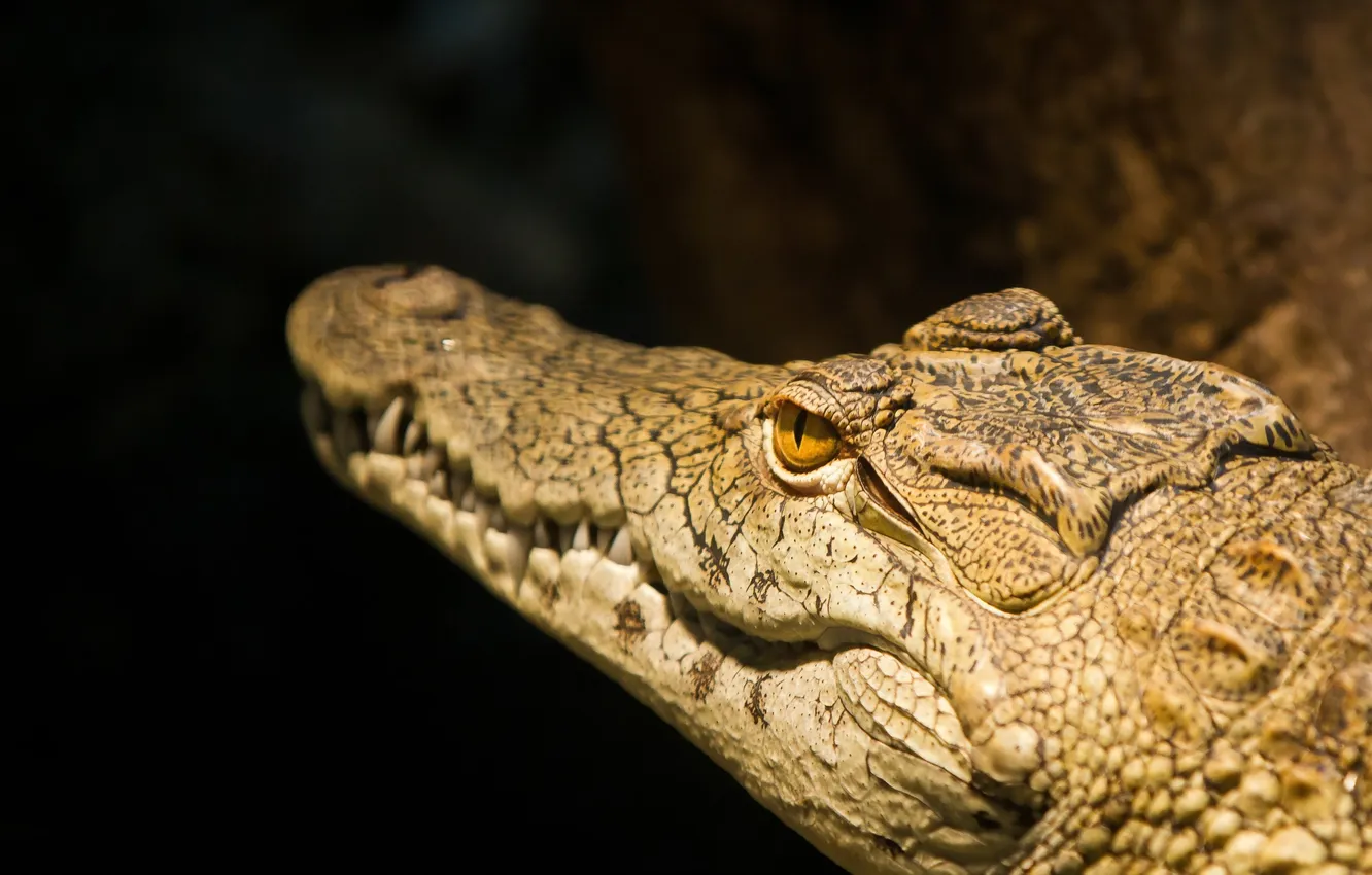 Photo wallpaper nature, background, crocodile