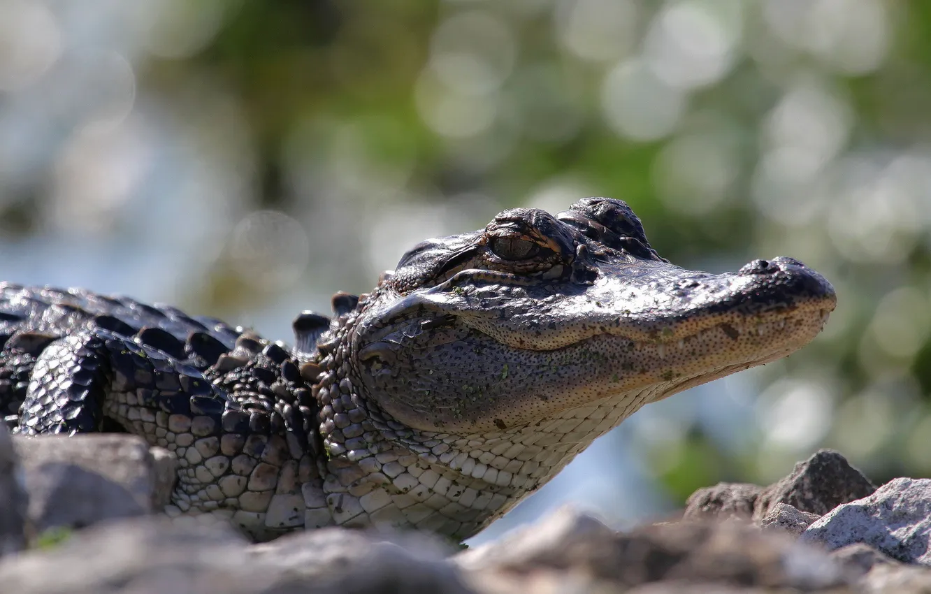 Photo wallpaper nature, background, crocodile