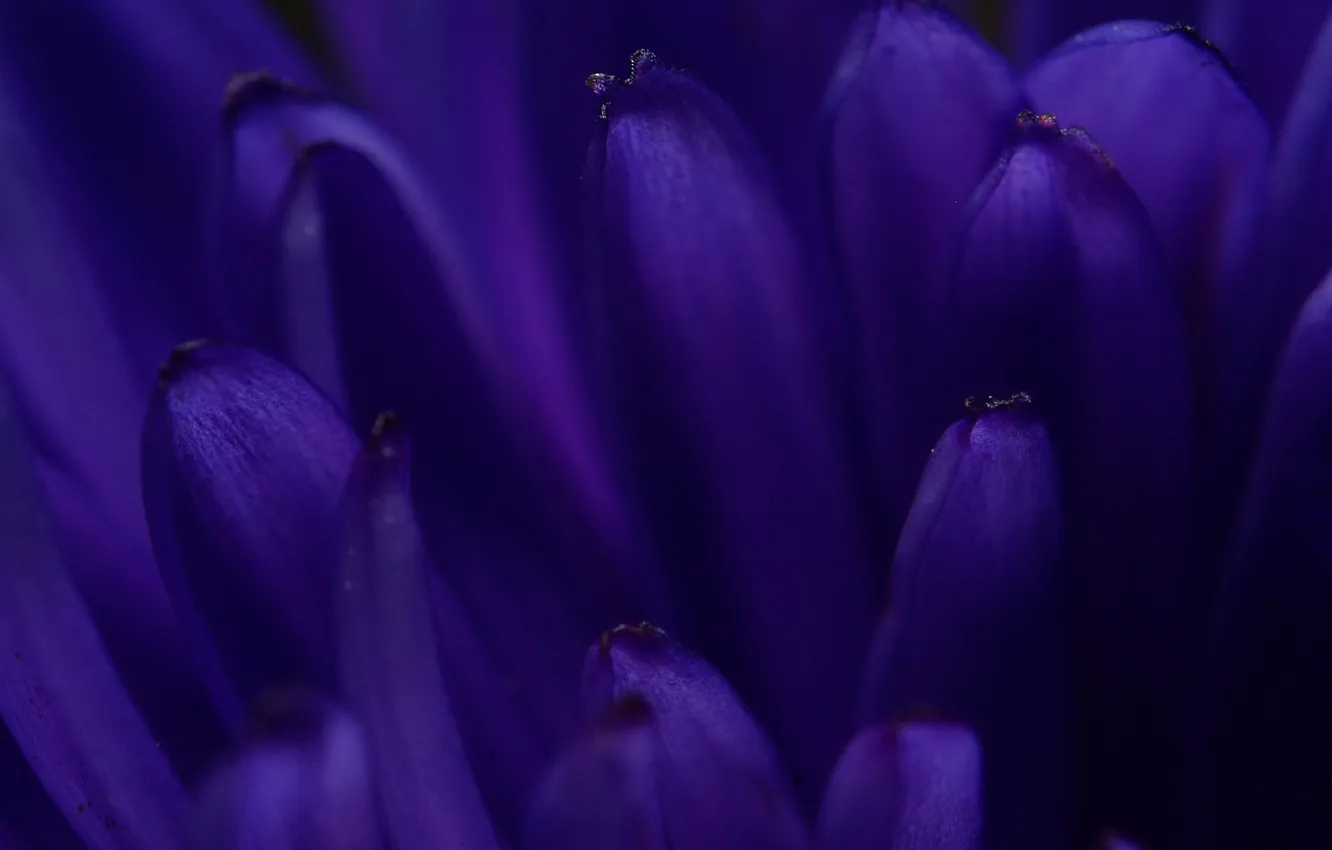 Photo wallpaper the sky, blue, petals, blue, Minimalistic