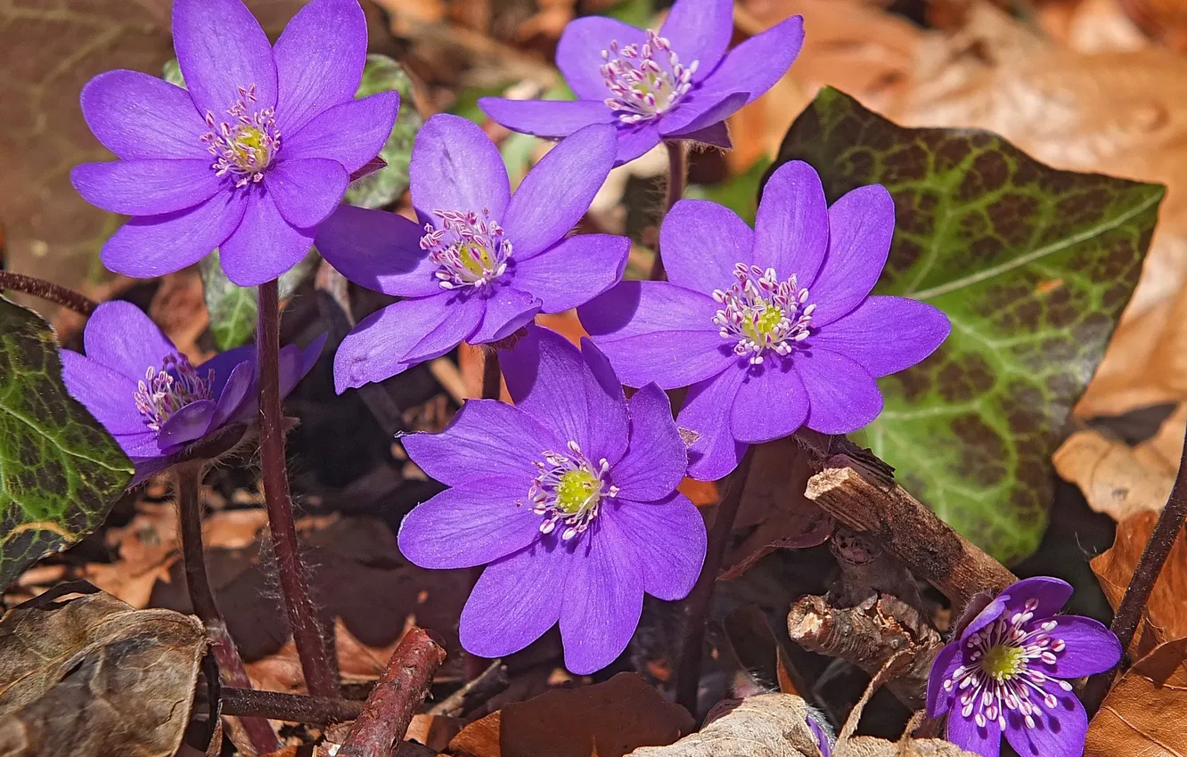 Photo wallpaper nature, petals, listia