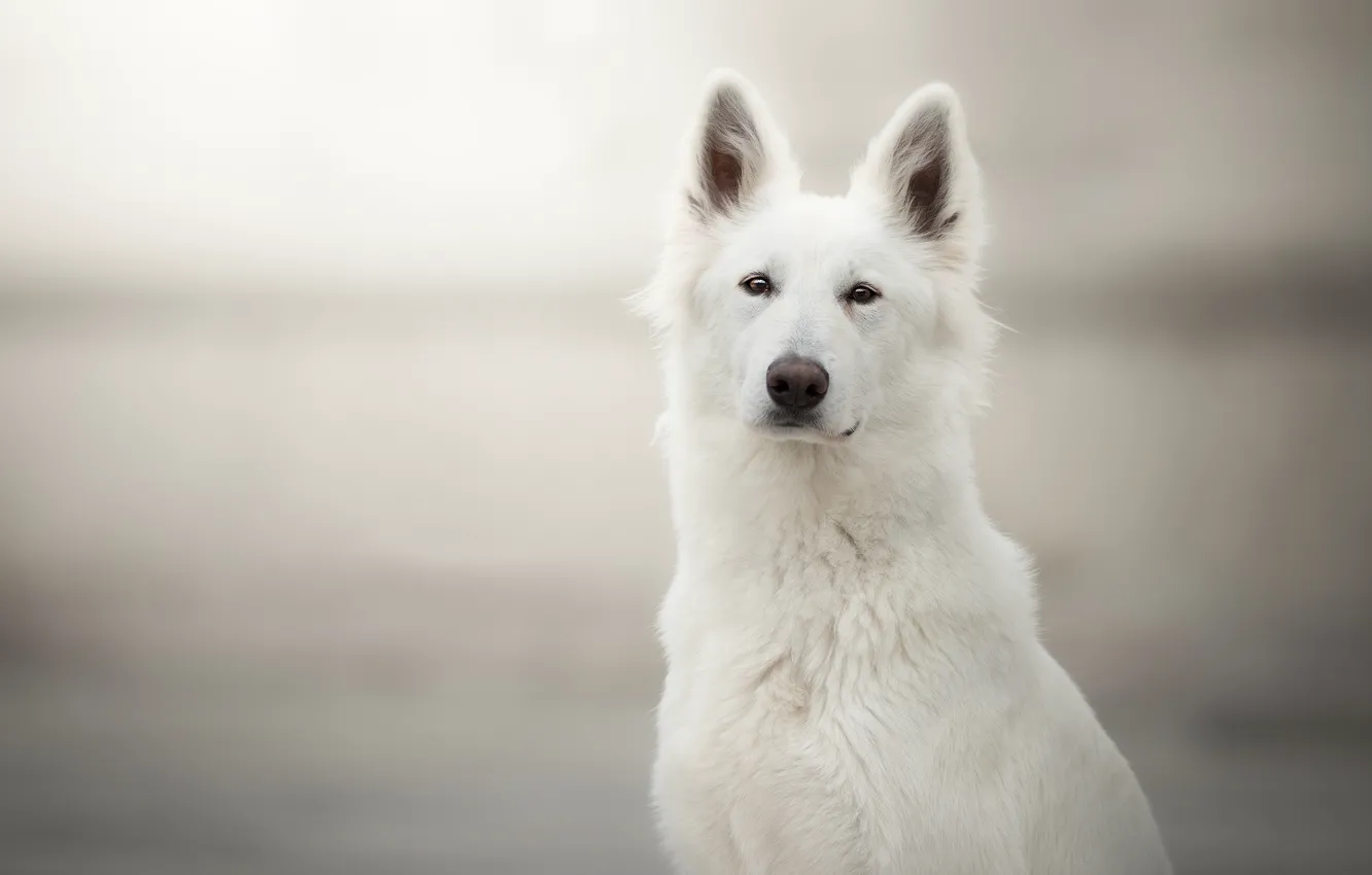 Photo wallpaper look, face, background, portrait, dog, The white Swiss shepherd dog