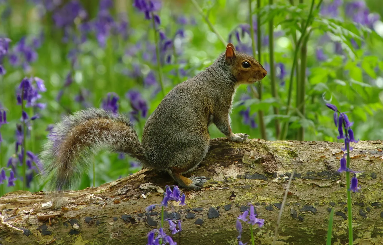 Photo wallpaper flowers, nature, grey, protein, log