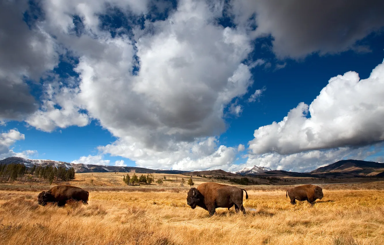Photo wallpaper Wyoming, USA, USA, Wyoming, Yellowstone national Park, Yellowstone National Park, Buffalo, Bisons