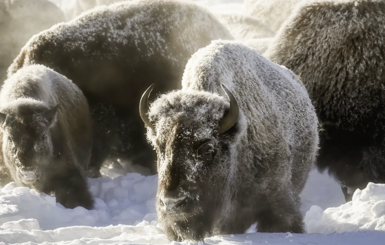 Photo wallpaper snow, nature, Buffalo