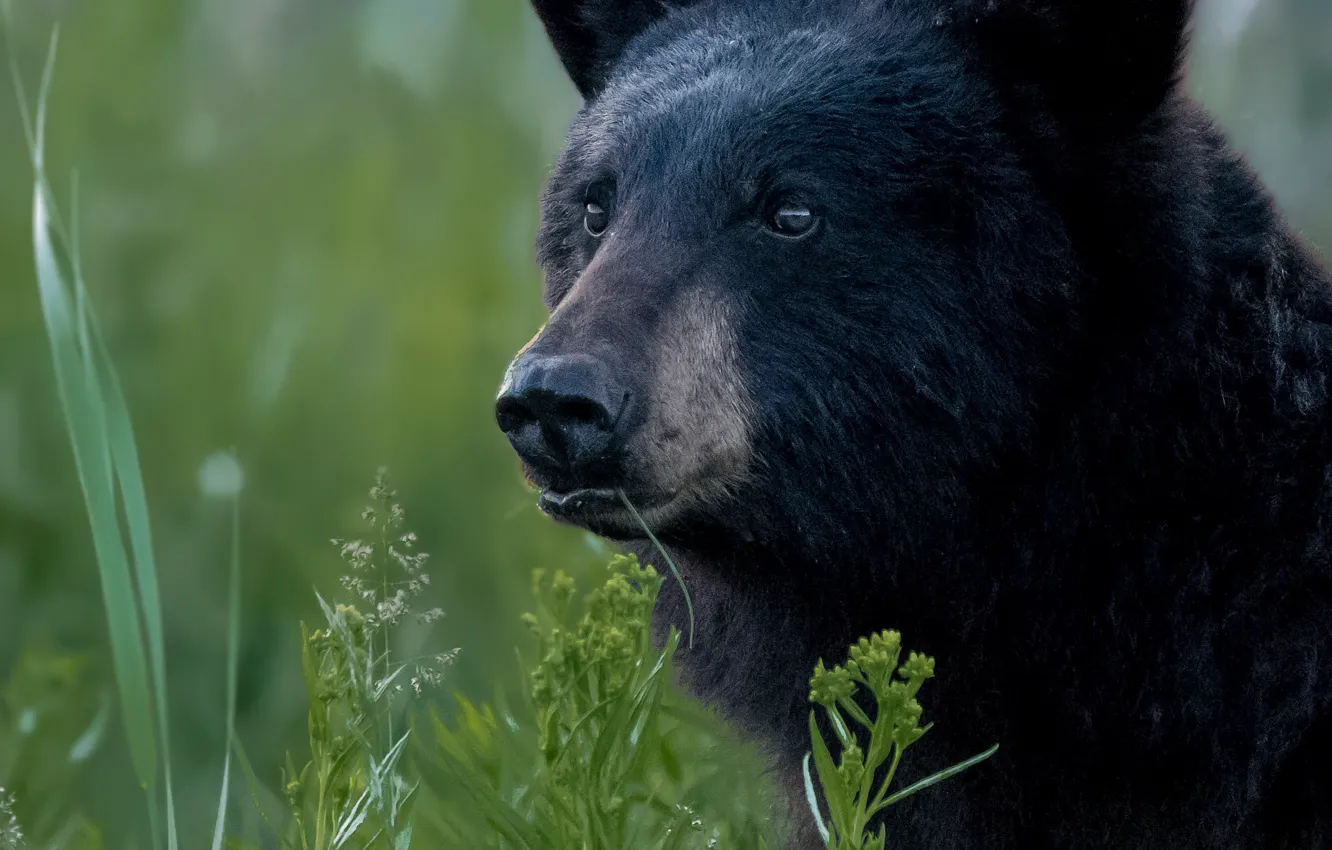 Photo wallpaper grass, look, face, portrait, bear, Baribal, Black bear