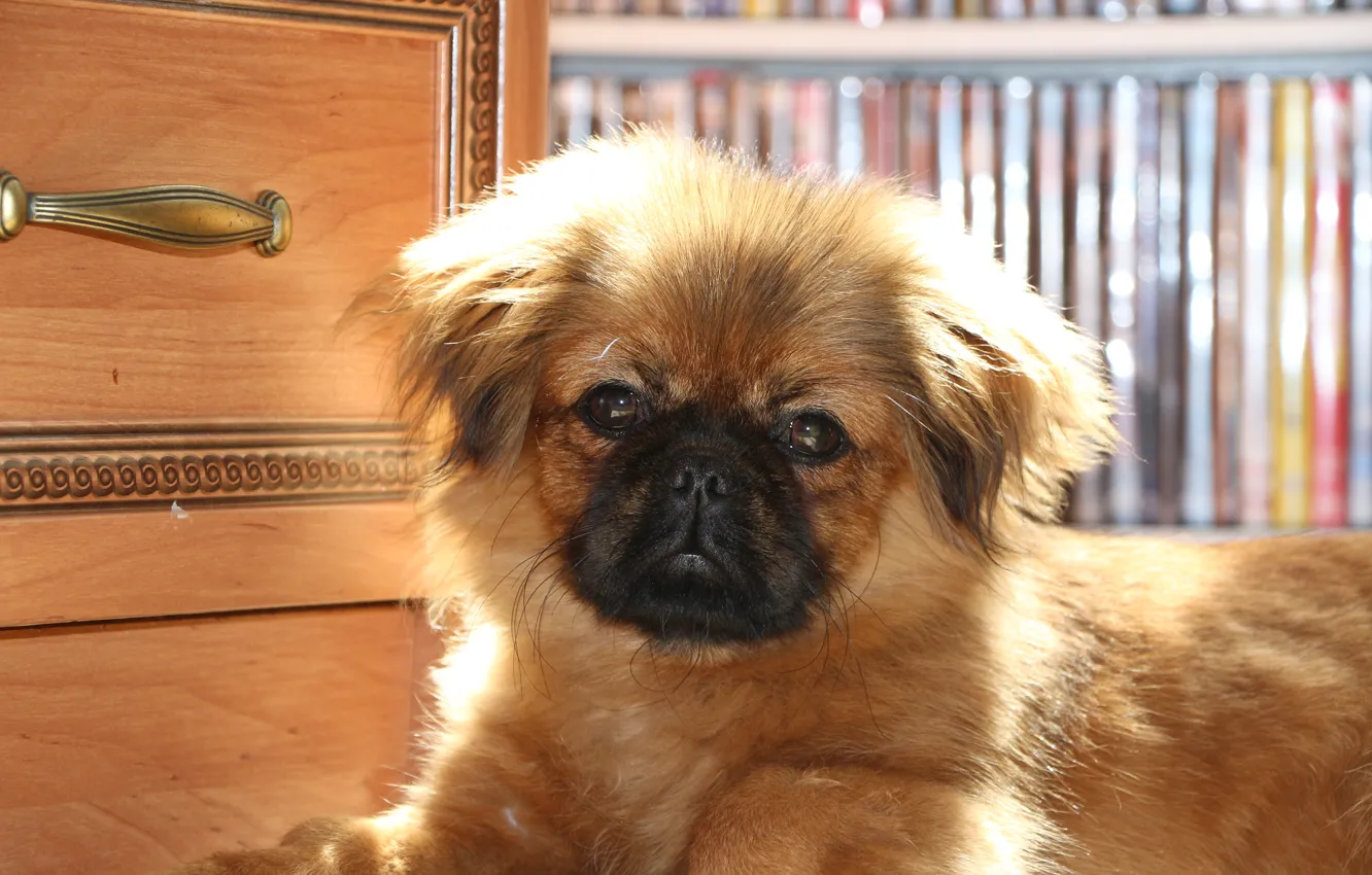 Photo wallpaper dog, PUPPY, PEKINGESE, PEKIN, KROPKA