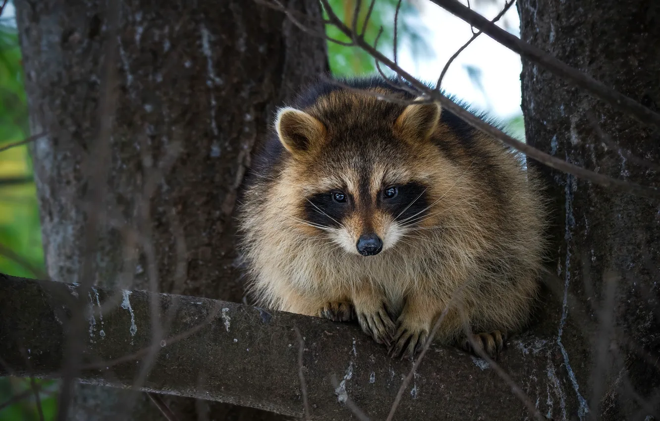 Photo wallpaper trees, raccoon, face