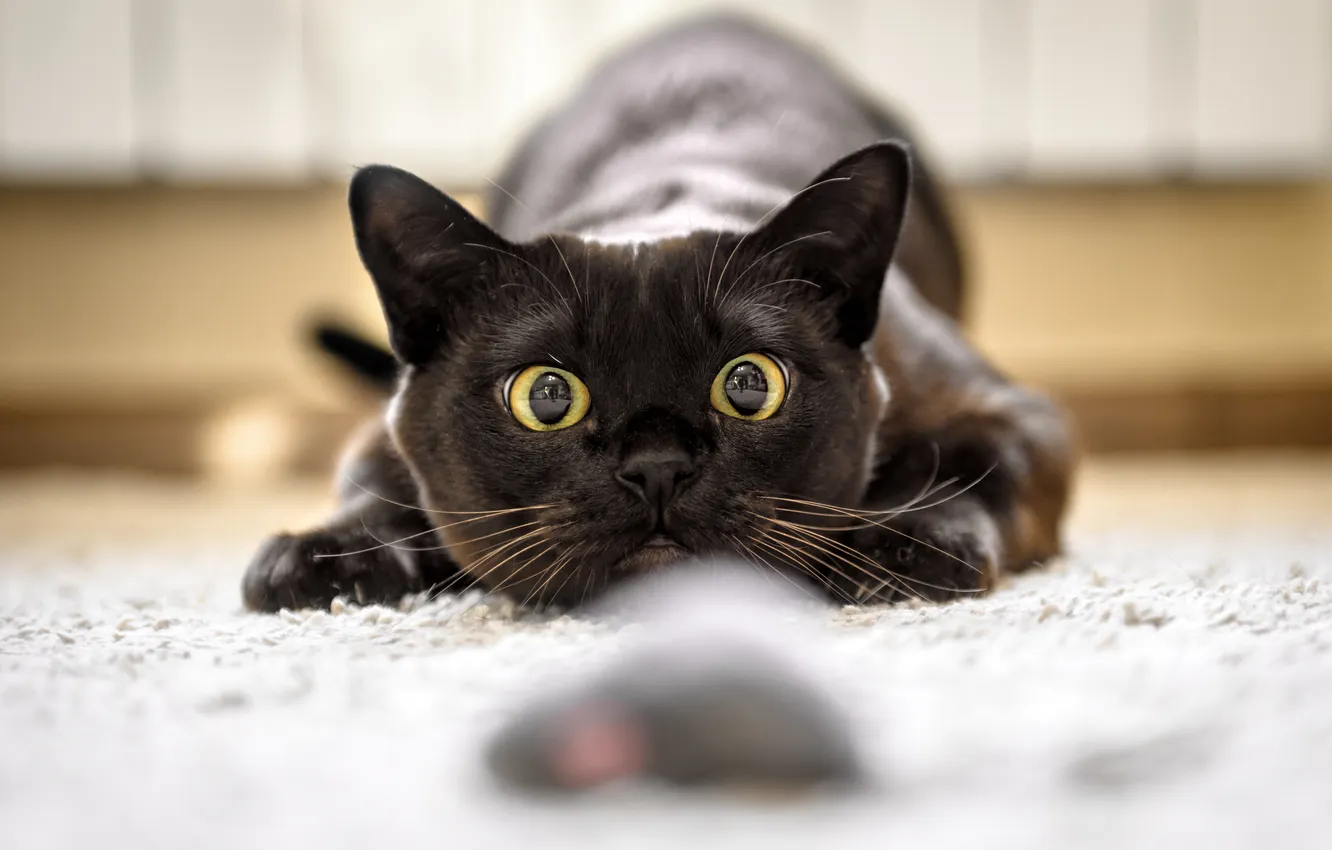 Photo wallpaper cat, cat, look, pose, black, toy, the game, mouse