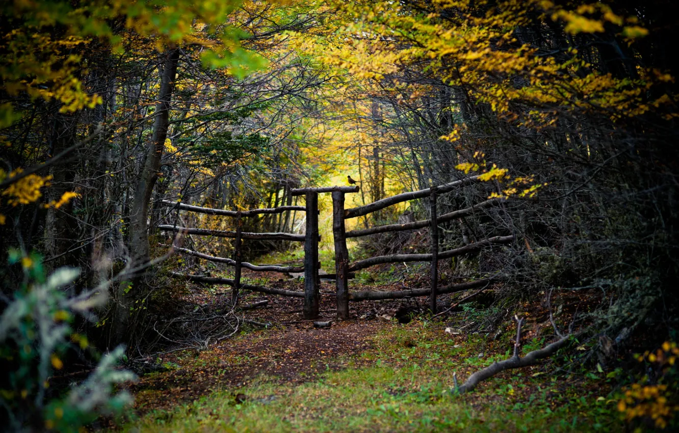 Photo wallpaper road, forest, the fence, bird