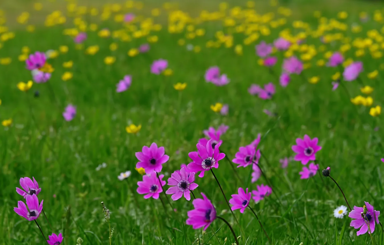 Photo wallpaper summer, flowers, meadow, bokeh