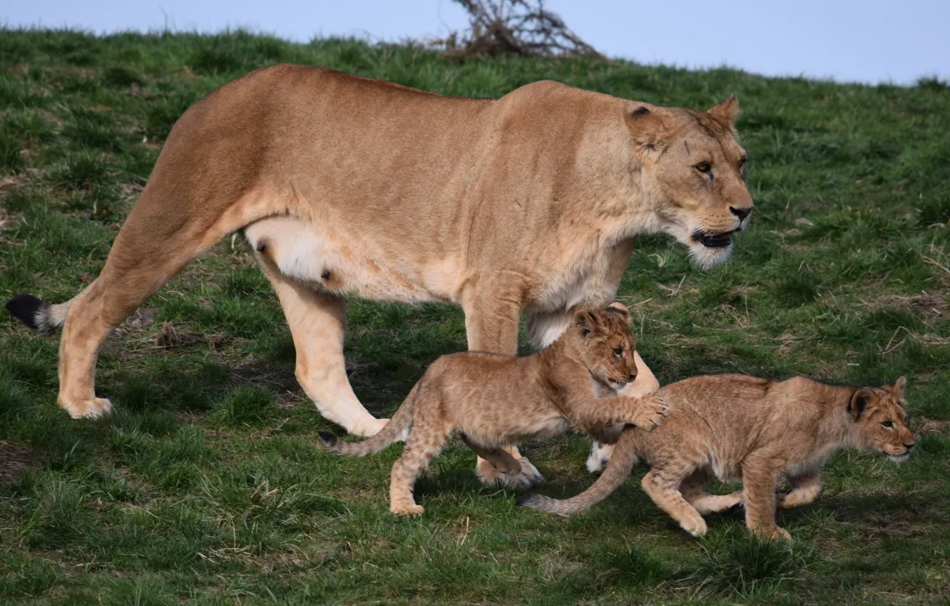 Photo wallpaper grass, nature, children, lioness, lion