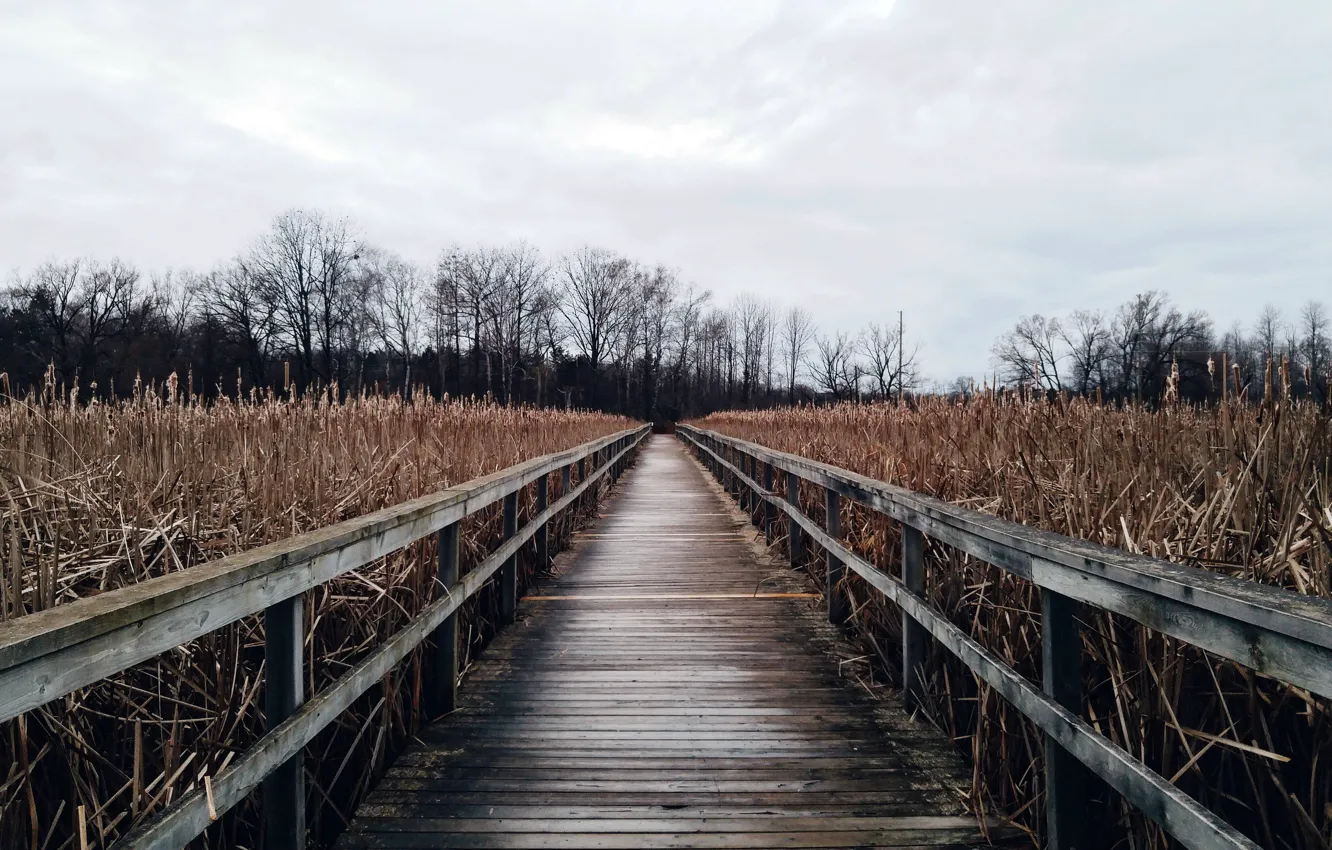 Photo wallpaper bridge, nature, reed
