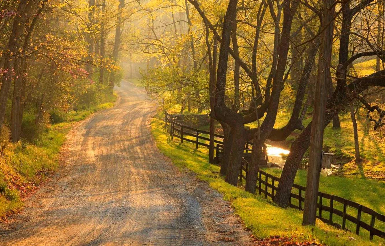 Photo wallpaper road, forest, grass, trees, flowers, nature, Park, spring