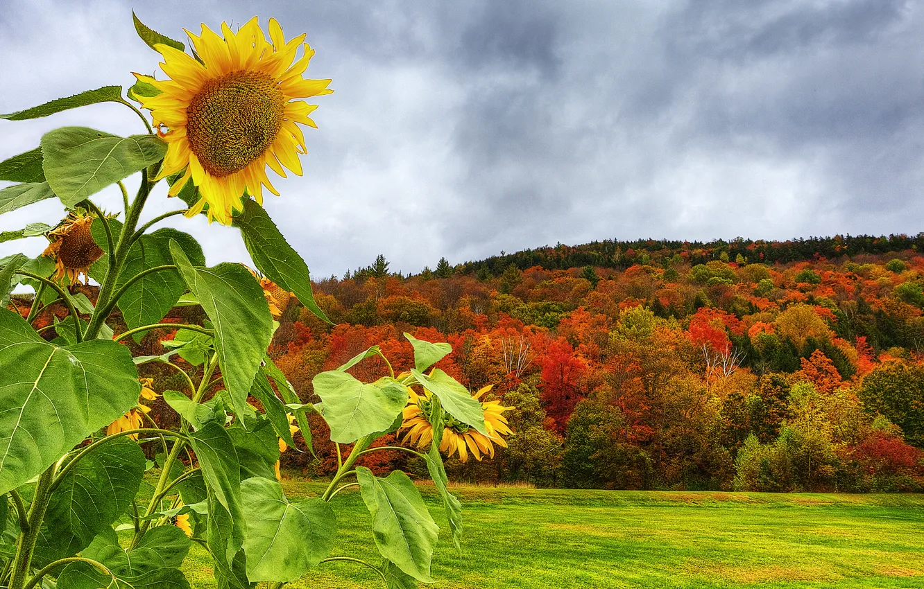 Photo wallpaper field, autumn, forest, the sky, sunflowers, mountains, clouds