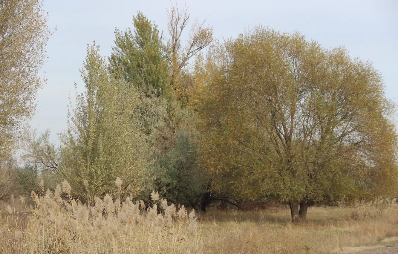 Photo wallpaper leaves, trees, yellow grass, Autumn