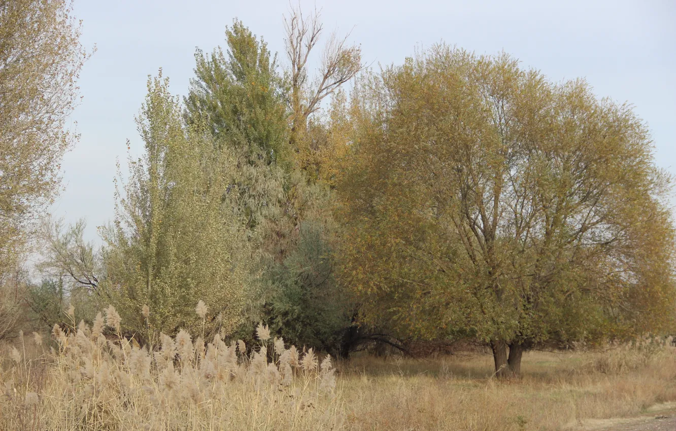 Photo wallpaper autumn, leaves, trees, yellow grass