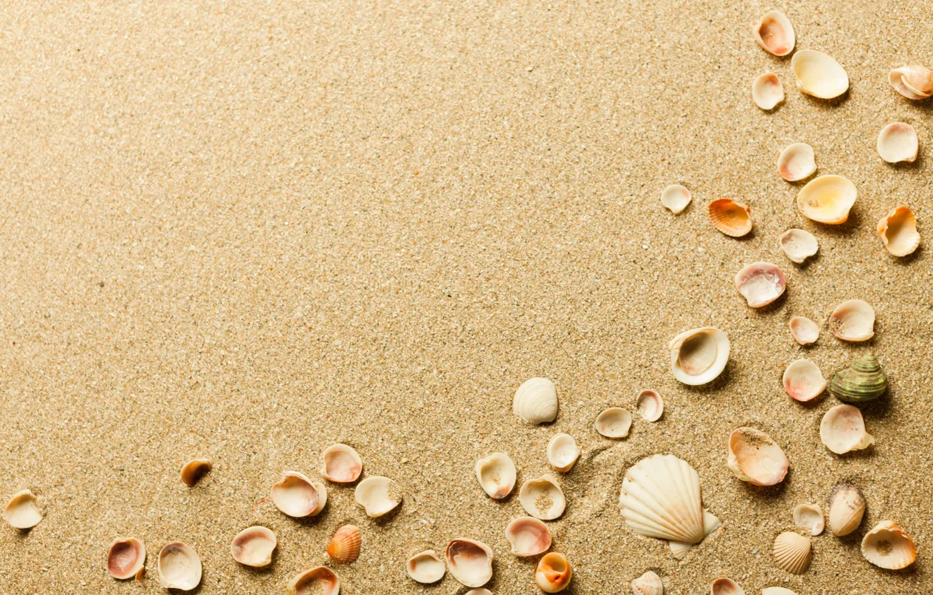 Photo wallpaper sand, shell, shell
