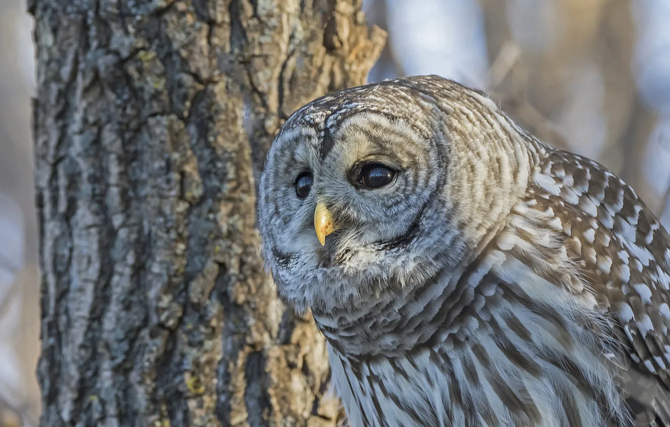 Photo wallpaper trees, owl, bird, A barred owl