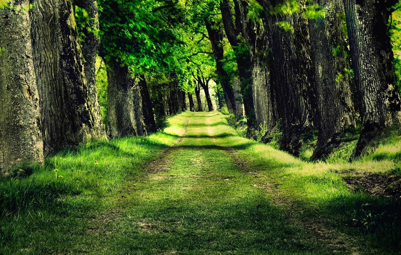 Photo wallpaper forest, grass, trees, nature, Park