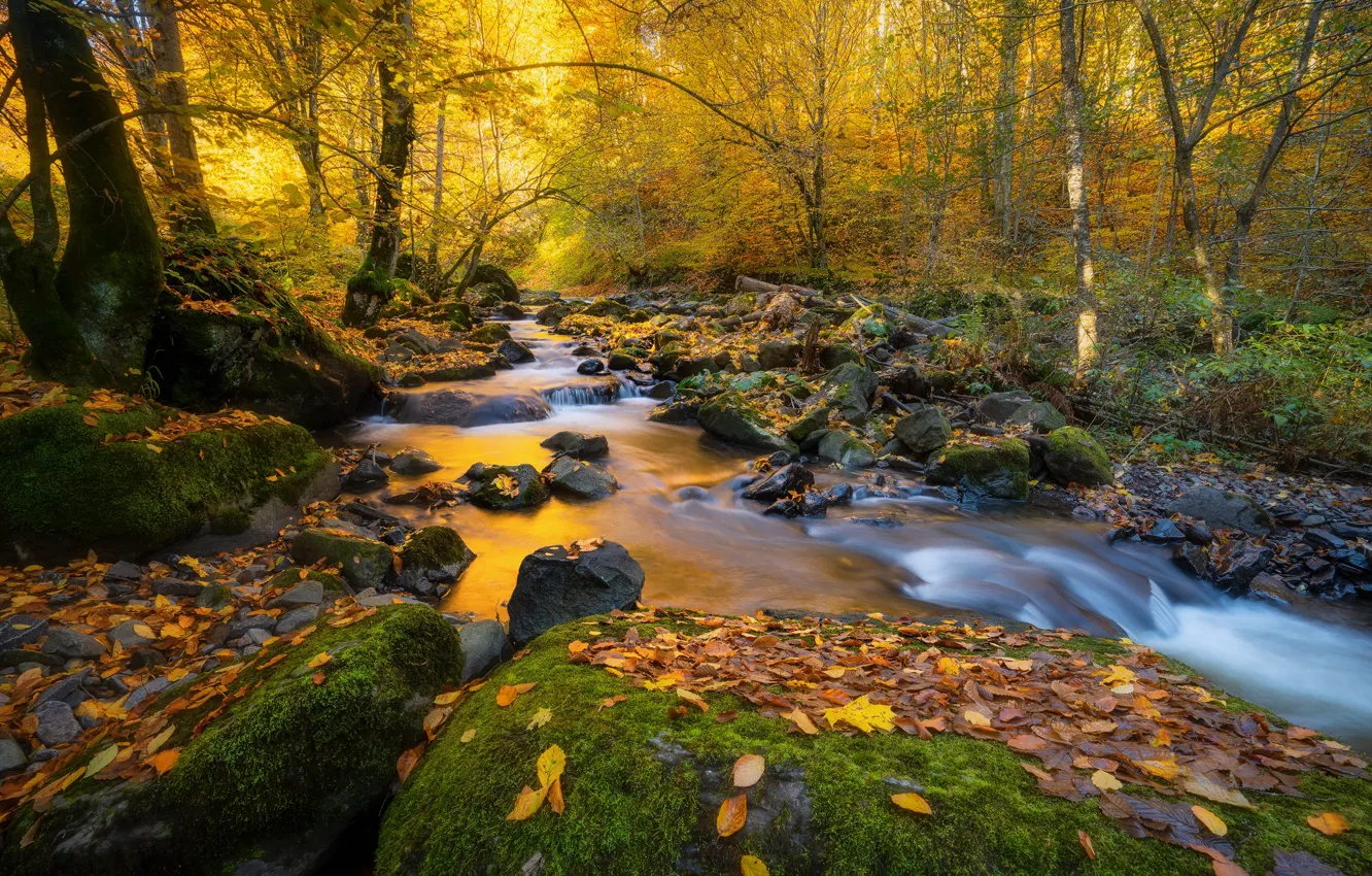 Photo wallpaper autumn, forest, leaves, trees, landscape, nature, stream, stones