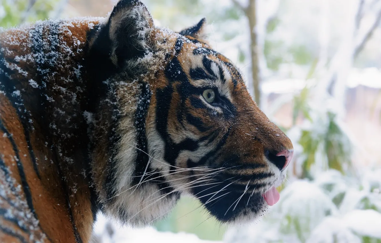 Photo wallpaper winter, face, tiger, predator, profile, wild cat