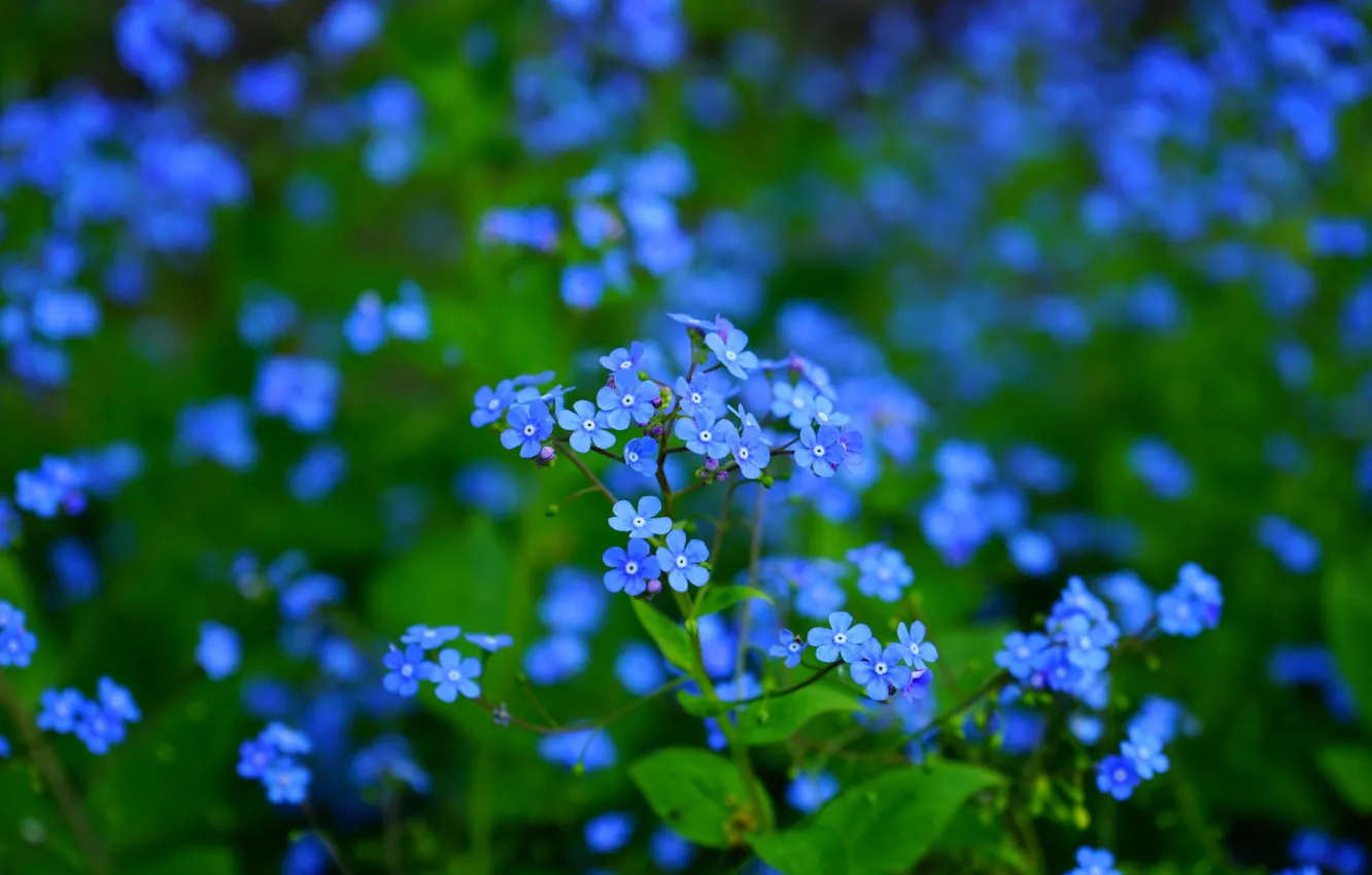 Photo wallpaper greens, leaves, flowers, glade, spring, blue, blue, a lot