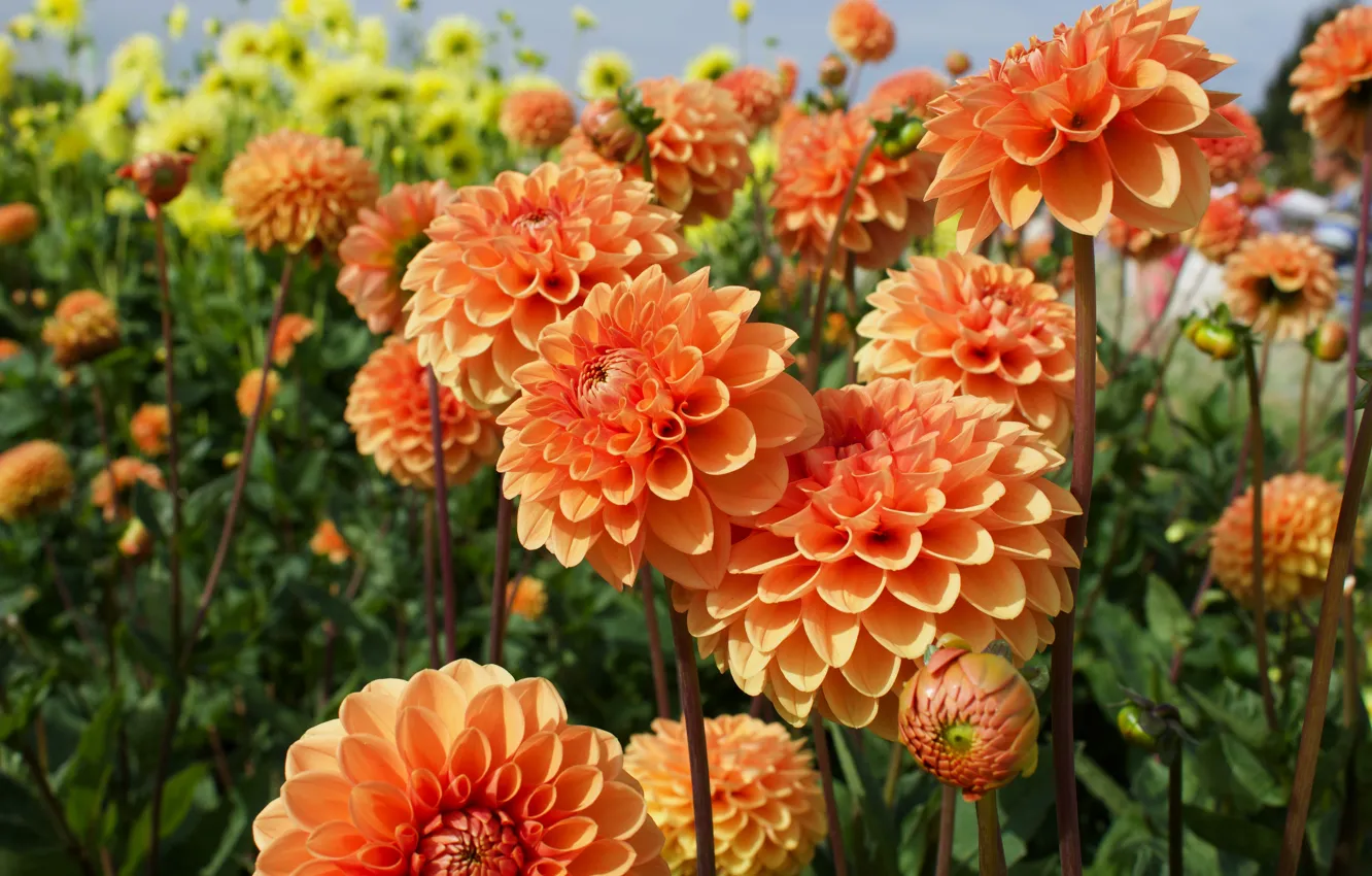 Photo wallpaper summer, flowers, orange, garden, flowerbed, a lot, bokeh, dahlias
