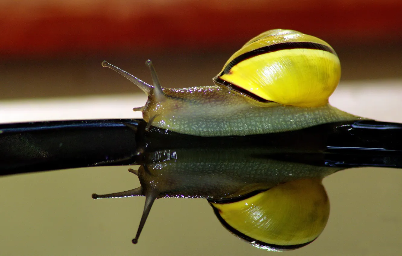Photo wallpaper water, reflection, snail