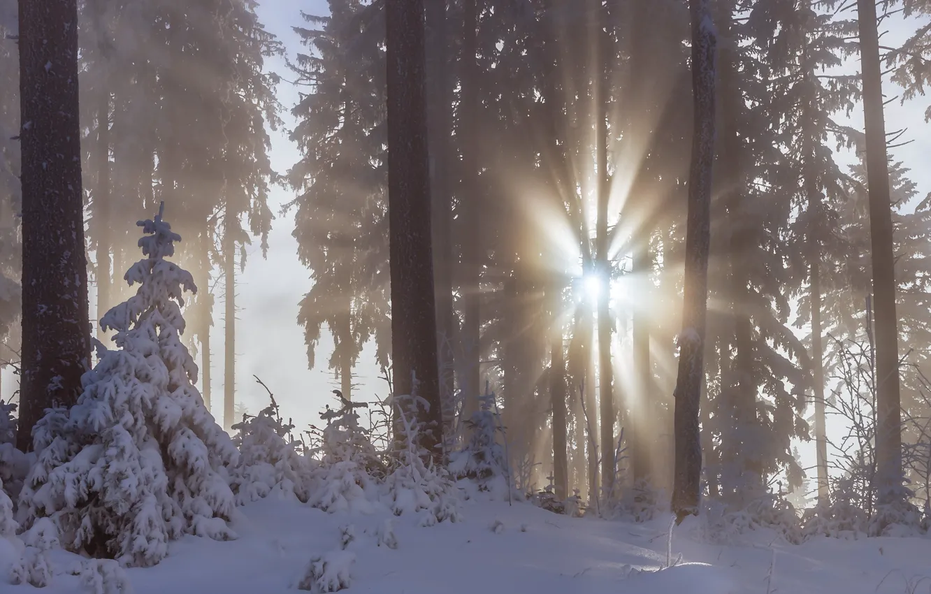 Photo wallpaper winter, forest, the sun, rays, snow, trees, fog