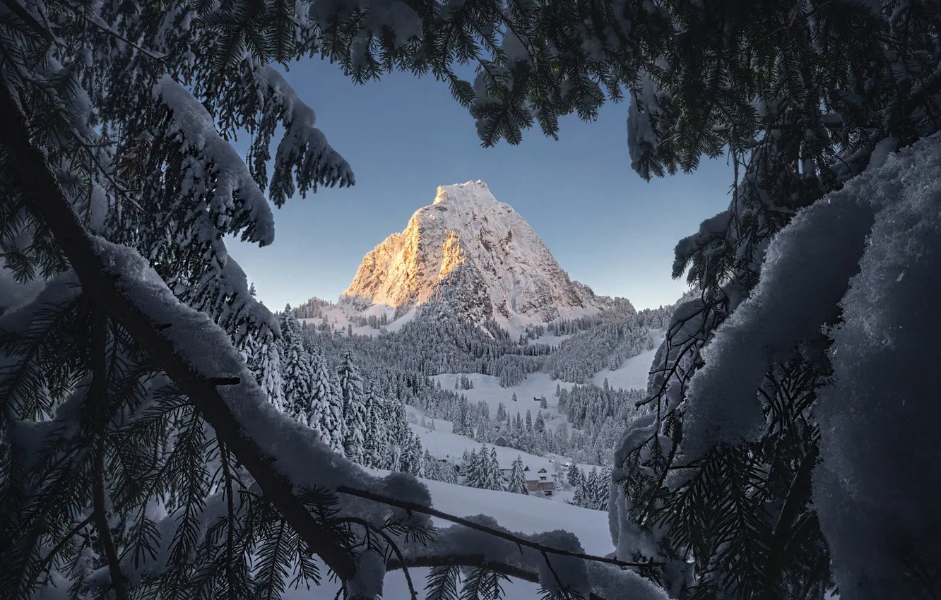 Photo wallpaper winter, frost, forest, snow, trees, mountains, branches, nature