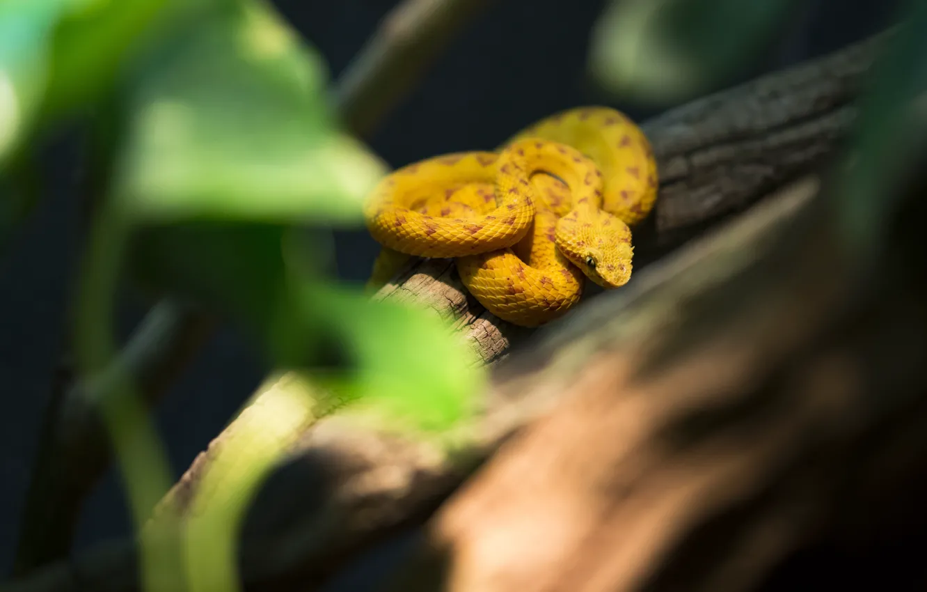 Photo wallpaper yellow, snake, blur, log, bokeh
