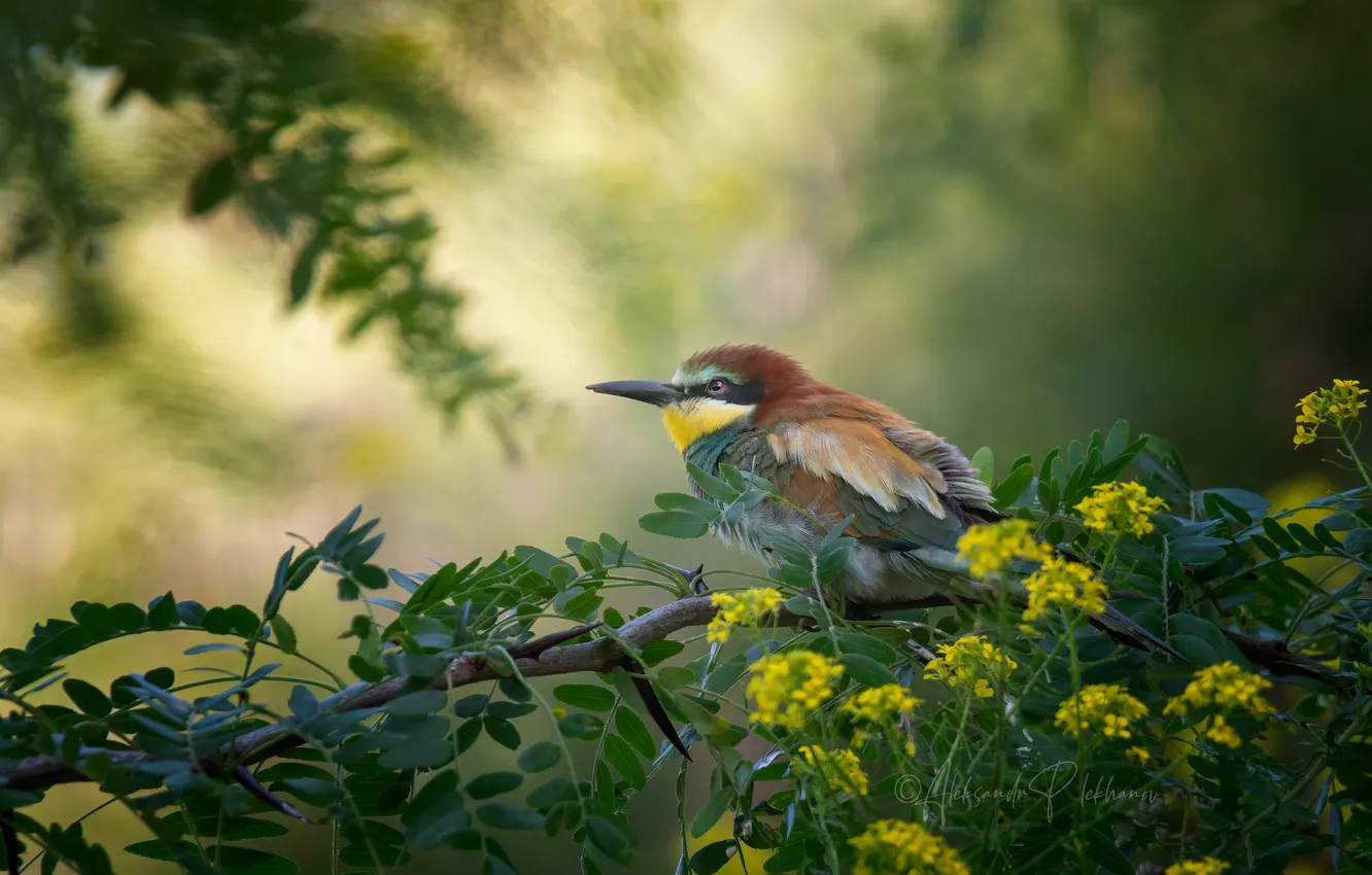 Photo wallpaper bird, European bee-eater, Alexander Plekhanov
