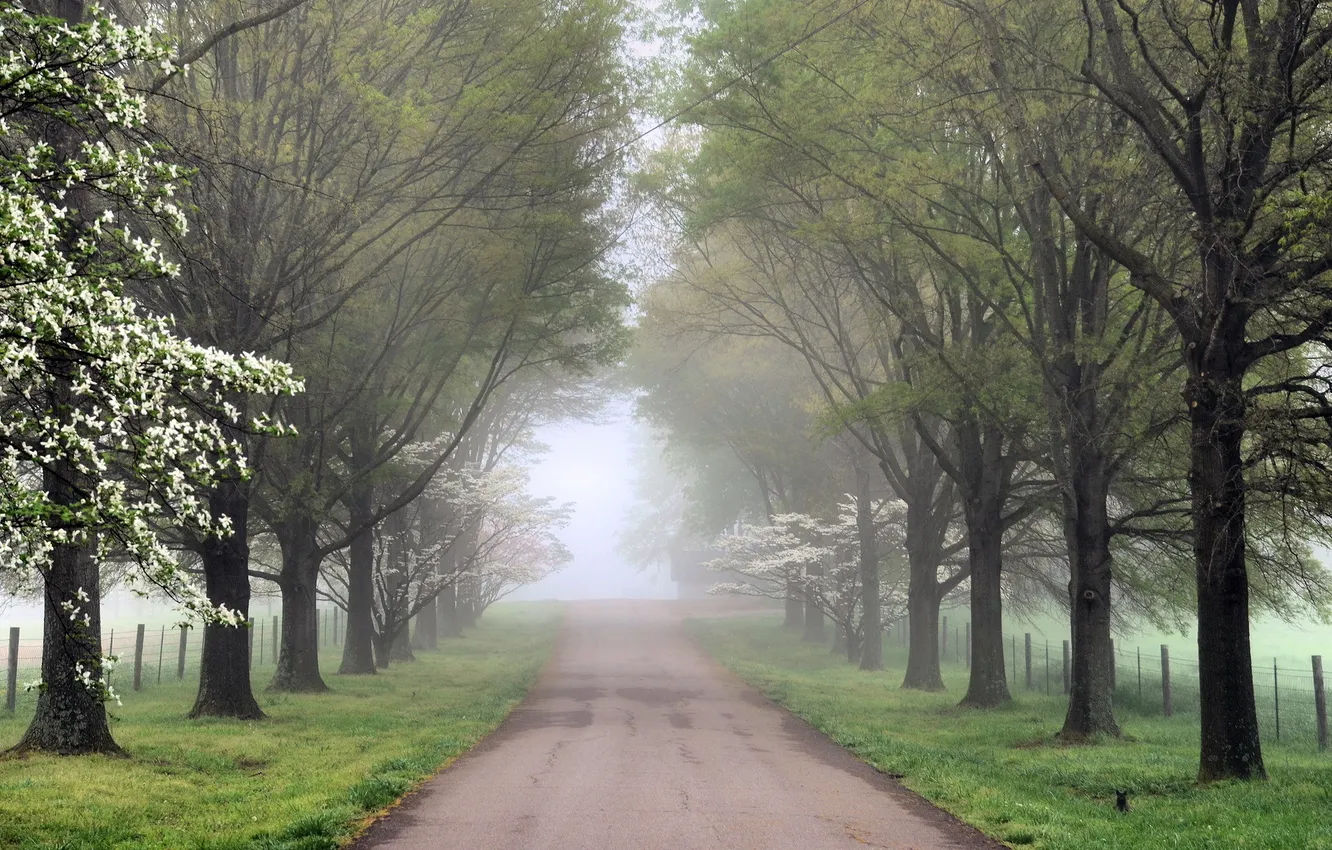 Photo wallpaper road, trees, fog
