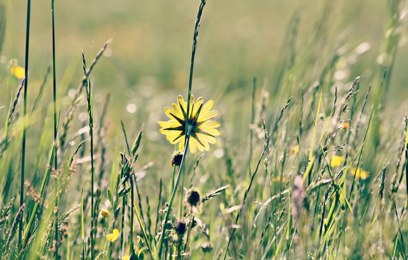 Photo wallpaper summer, grass, macro, flowers, yellow, nature, dandelion, plant