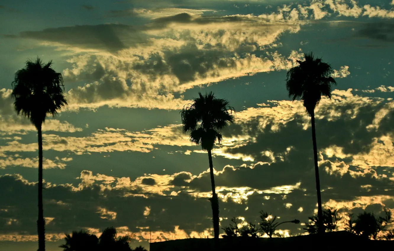 Photo wallpaper the sky, clouds, palm trees