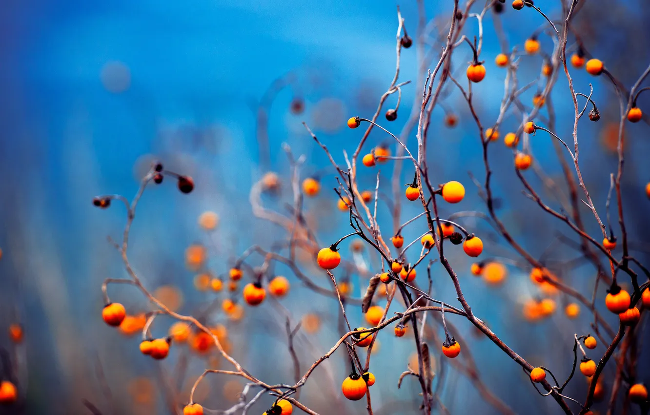 Photo wallpaper autumn, branches, berries, fruit