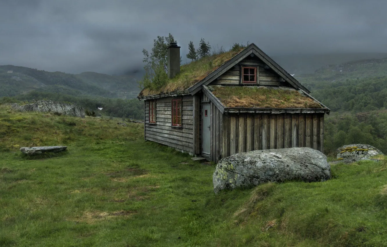 Photo wallpaper forest, nature, home