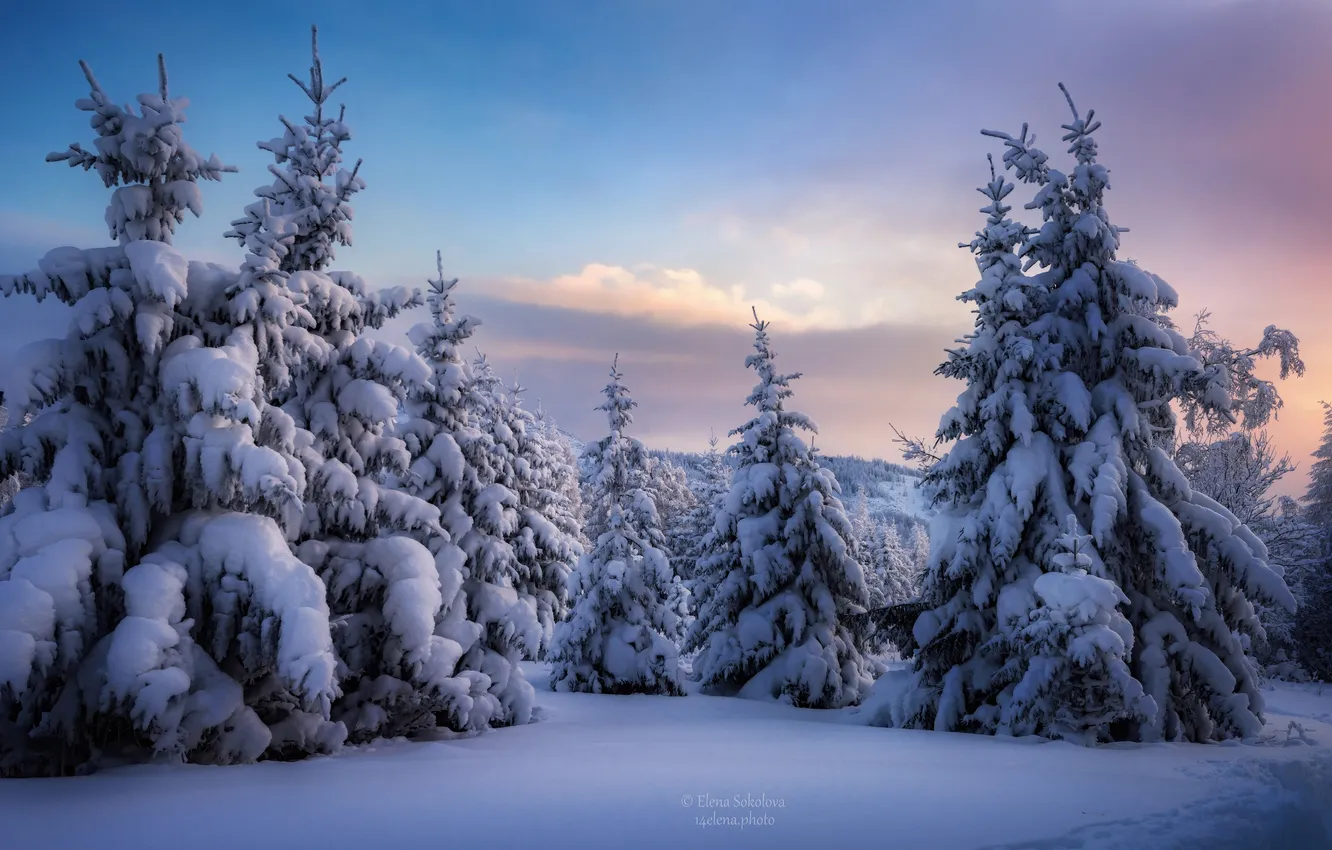 Photo wallpaper winter, forest, snow, ate, the snow, Russia, Chelyabinsk oblast, Elena Sokolova