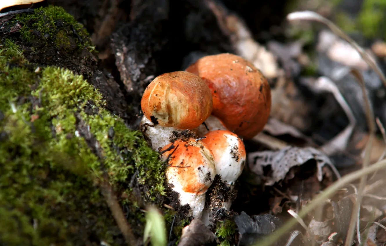 Photo wallpaper leaves, trees, mushrooms, moss, boletus