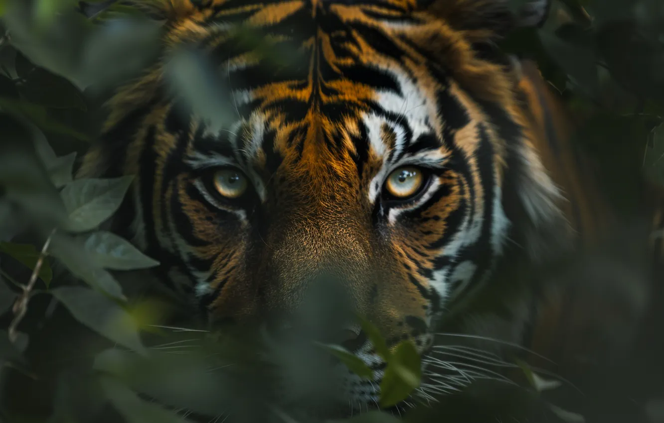 Photo wallpaper eyes, look, face, leaves, nature, tiger, the dark background, portrait