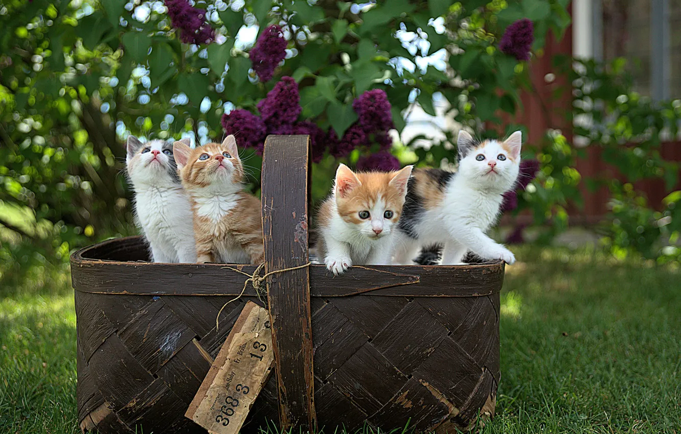 Photo wallpaper basket, spring, kittens, lilac