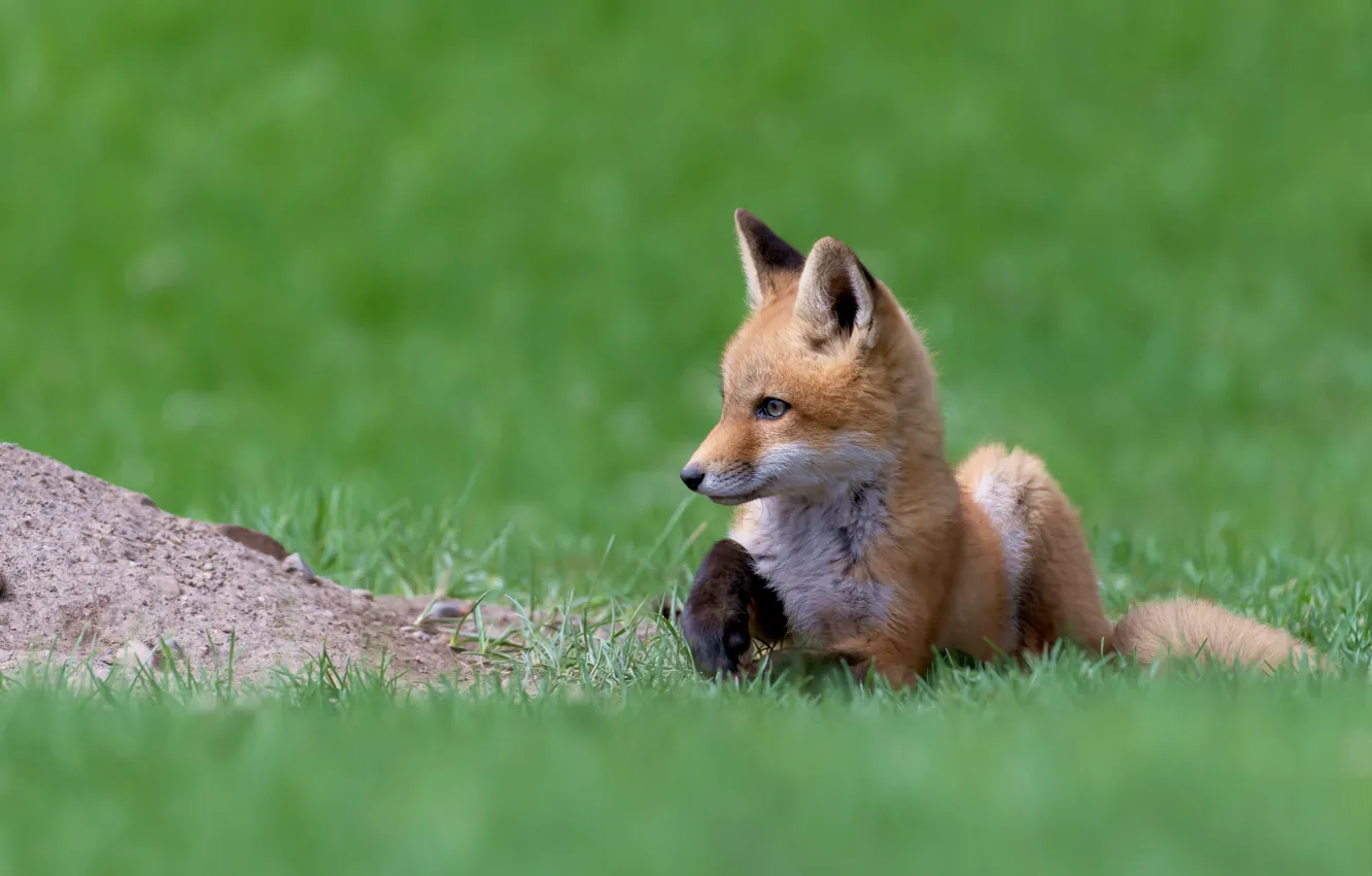 Photo wallpaper grass, Fox, red, cub, Fox