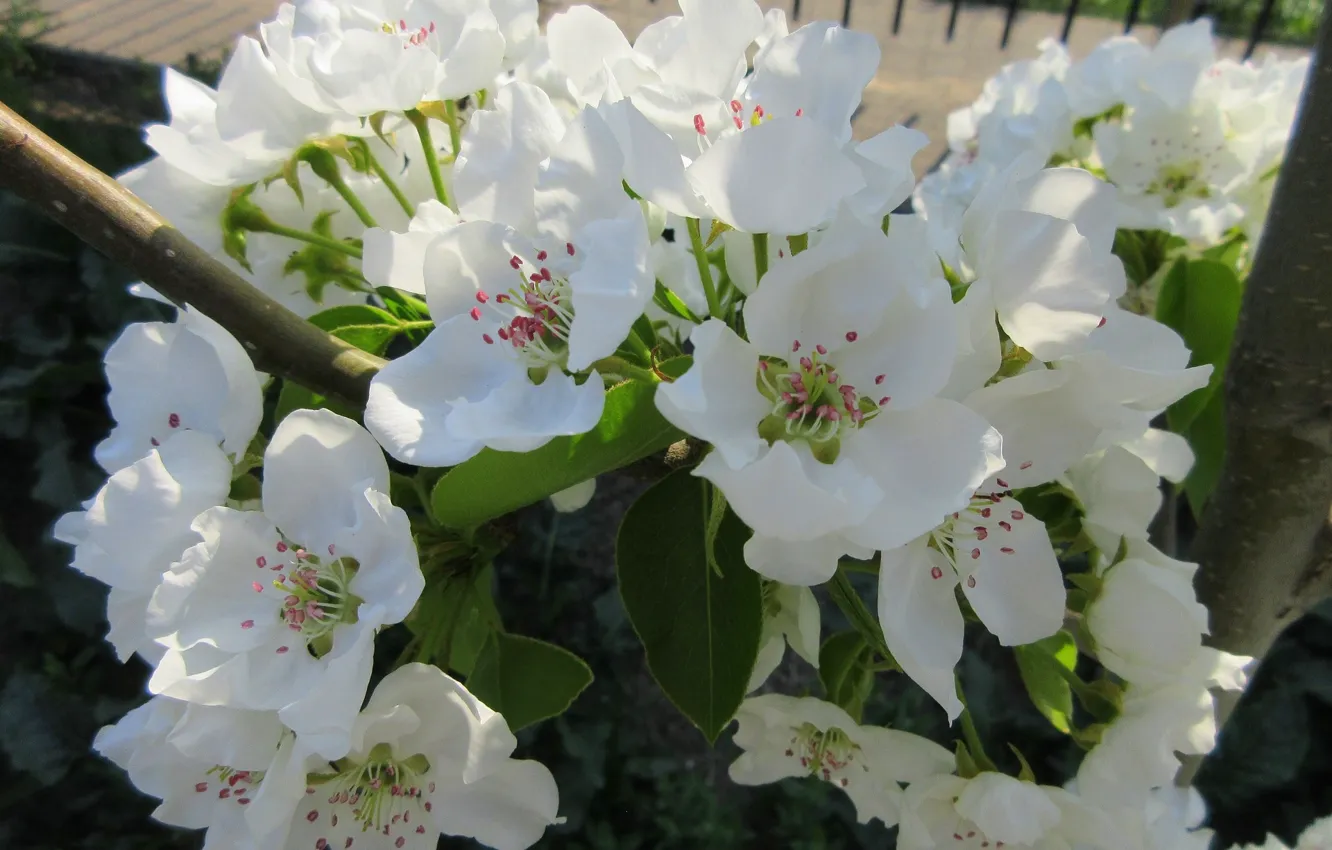 Photo wallpaper flowers, pear, spring 2018, Meduzanol ©