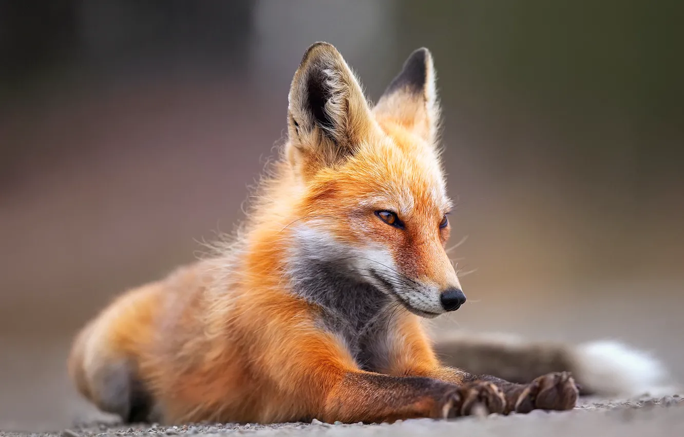 Photo wallpaper background, paws, Fox, young